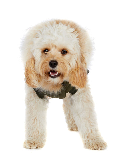 Zeus manteau pour chiens avec contour en fausse fourrure