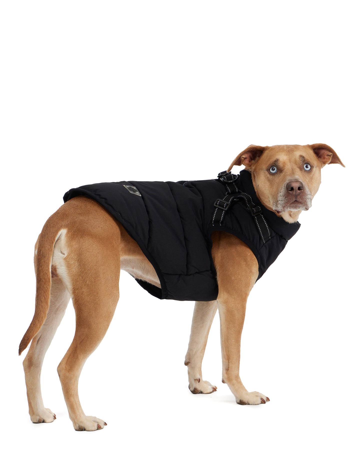 Atlas manteau avec harnais ajustable pour chiens